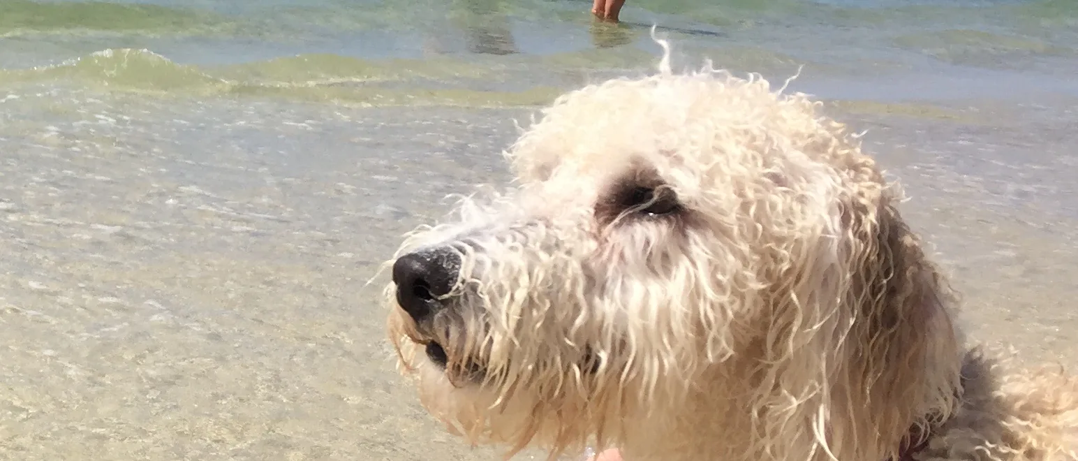 Dog on the shoreline of the Gulf at Cape San Blas, Florida