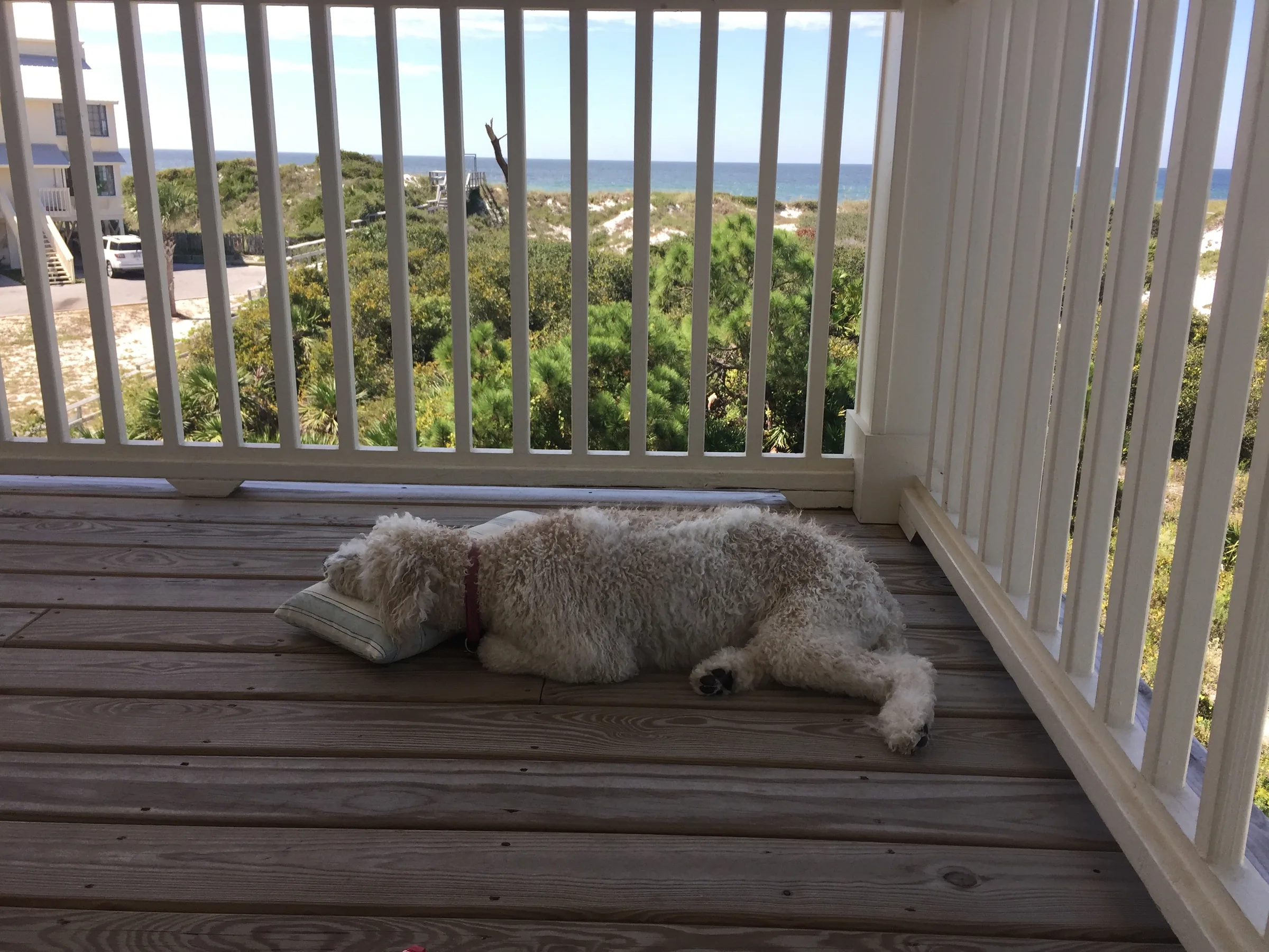 Dog resting on a vacation rental deck overlooking the Gulf at Cape San Blas