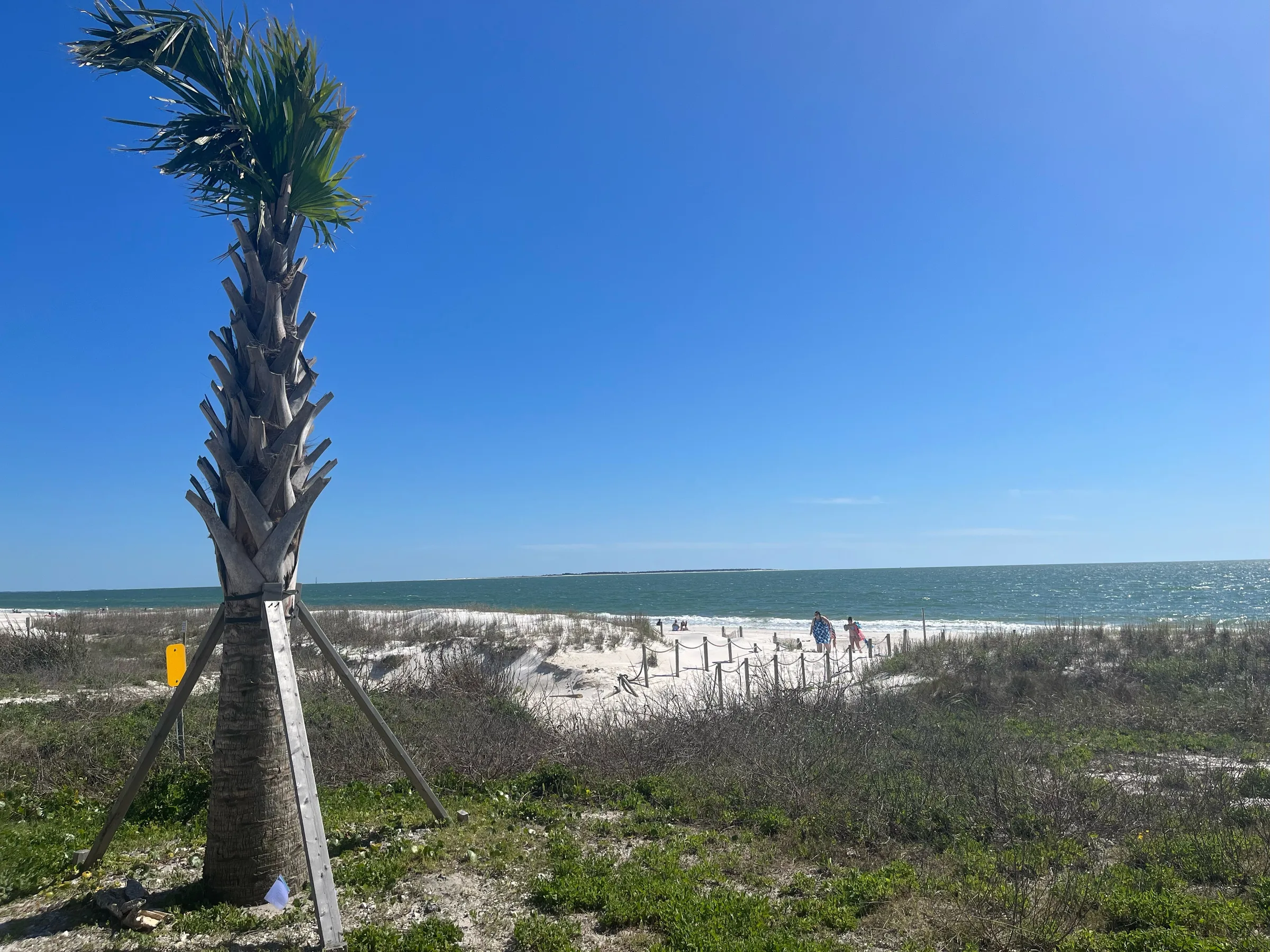 Empty white-sand beach and palm at Mexico Beach, Florida
