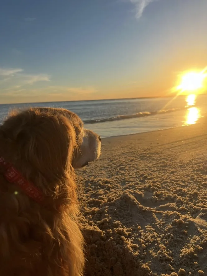 Golden retriever watching the sunset on the beach at St. Joe Beach